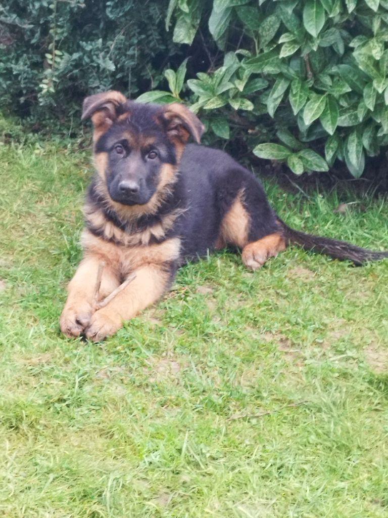 de La Plaine Des Prés Hauts - Chiot disponible  - Berger Allemand