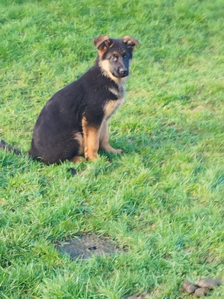 de La Plaine Des Prés Hauts - Chiot disponible  - Berger Allemand