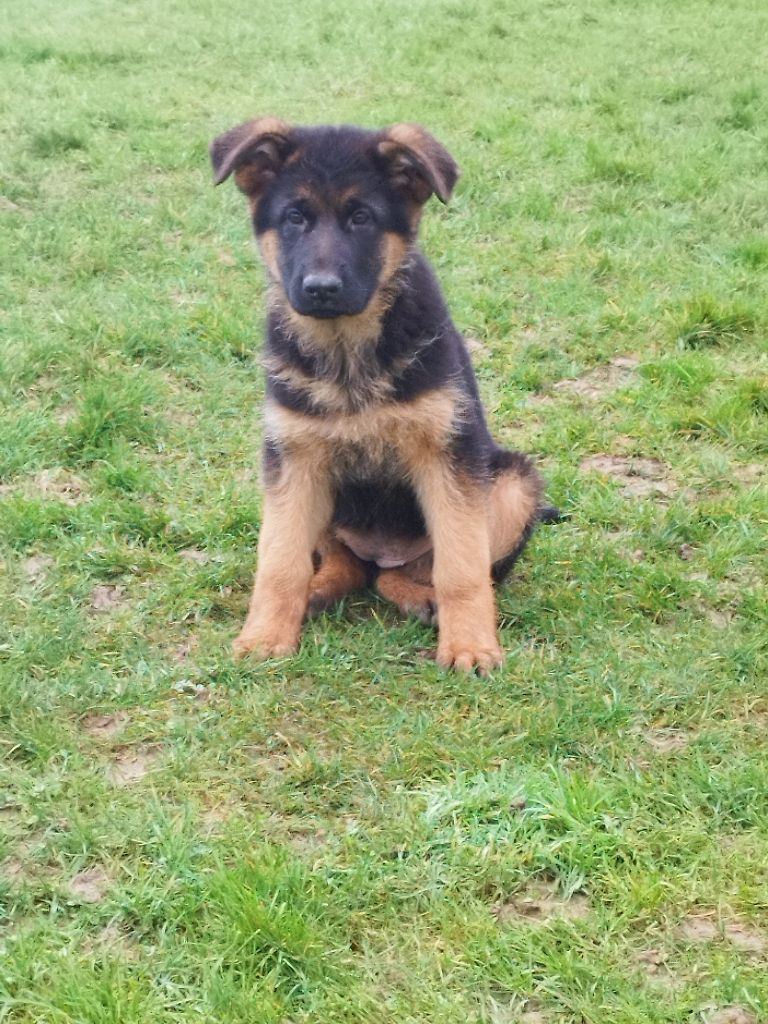 de La Plaine Des Prés Hauts - Chiot disponible  - Berger Allemand